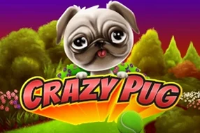 Crazy Pug